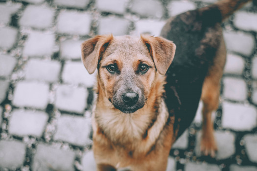 Агрессивным — смерть: в Югре предлагают ввести закон об эвтаназии для бездомных собак