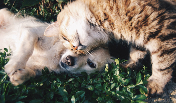 Не только поднимает настроение: Ученые выяснили, как общение с собаками и кошками влияет на мозг человека