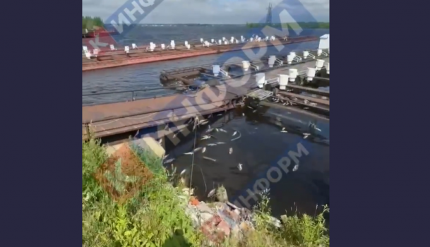 Потянуло смрадом: В водохранилище Сургута — масса дохлой рыбы, причину её гибели выясняет прокуратура