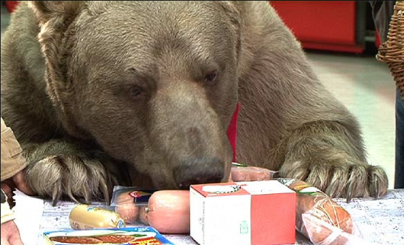 Любитель деликатесов: В Нижневартовском районе медведь стащил у вахтовиков колбасу — реакция рабочих