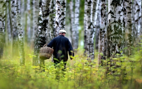 В лесах Югры стали теряться грибники: Спасатели подсказали, что делать — обязательно выполняйте рекомендации