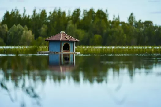 В Югре создадут особо охраняемый природный памятник: там обитают редкие виды флоры и фауны