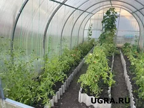 Что необходимо сделать после сбора урожая для восстановления почвы в теплице