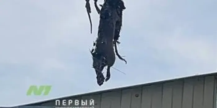 Нижневартовский дачник устроил «паноптикум» из мертвых грызунов на своем участке