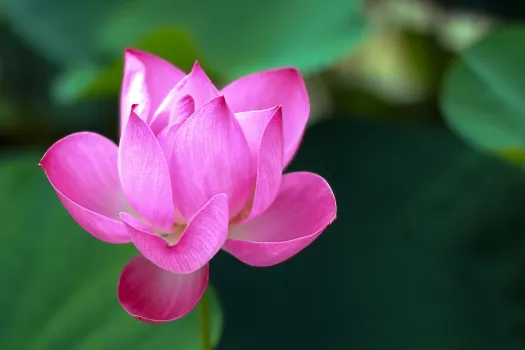 5 лучших многолетников для осенней посадки: эти цветы выдержат любые заморозки — мгновенно укореняются, имеют мощные корни, расцветают раньше всех