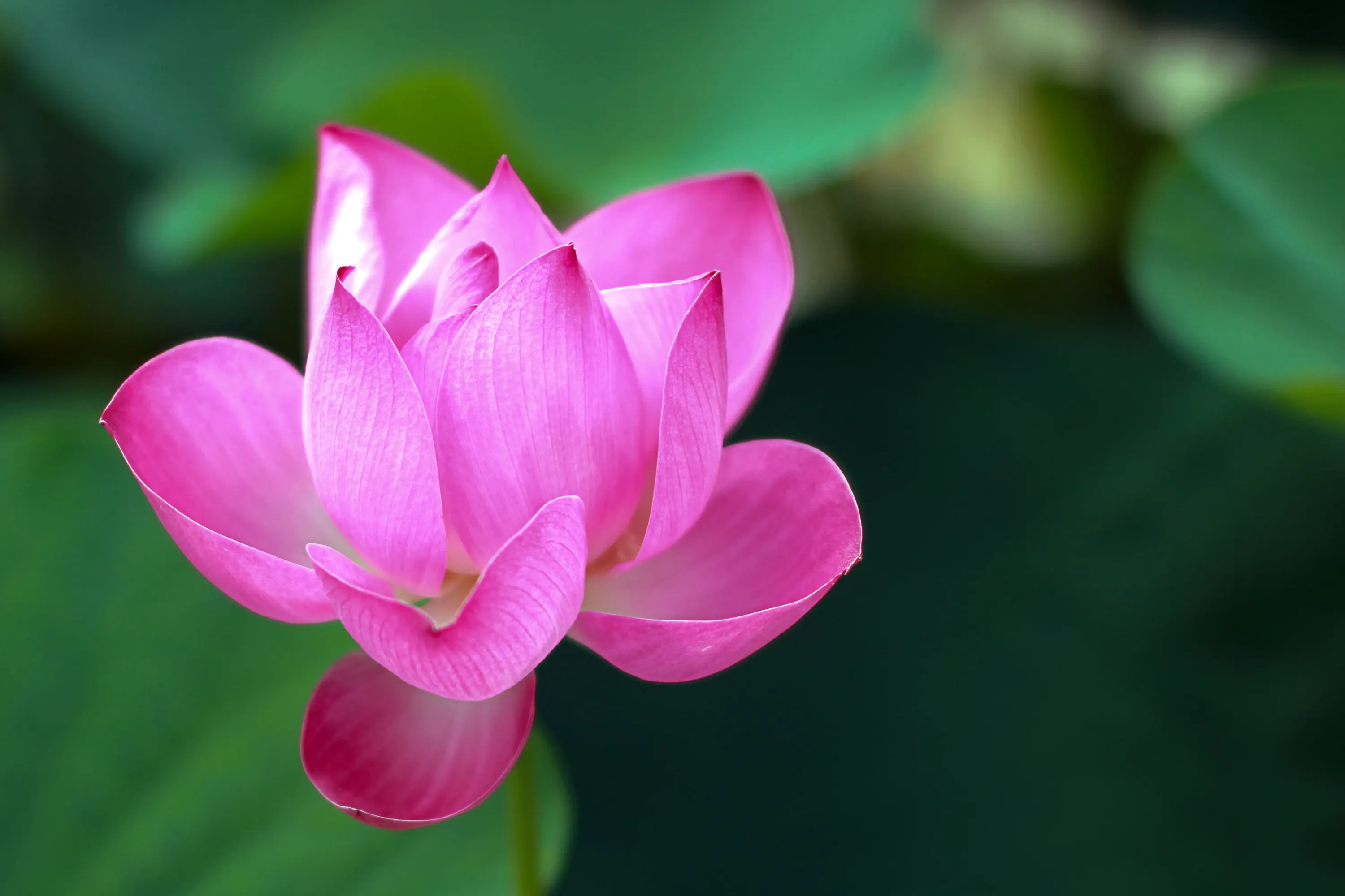 Фото: pxhere.com