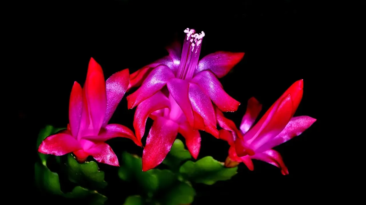 Фото: pxhere.com