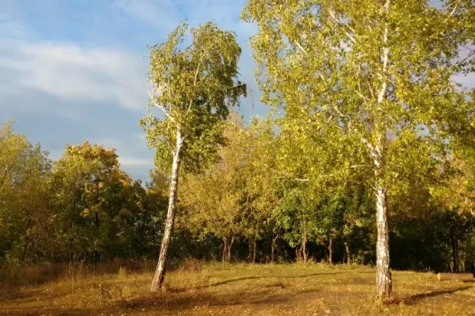Запоздалое бабье лето? В ХМАО после первых морозов заметно потеплеет