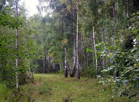 В Югре мужчина случайно застрелил сборщика шишек, приняв его за медведя