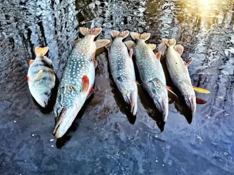 В Югре открывается сезон зимней рыбалки: где лучший клев