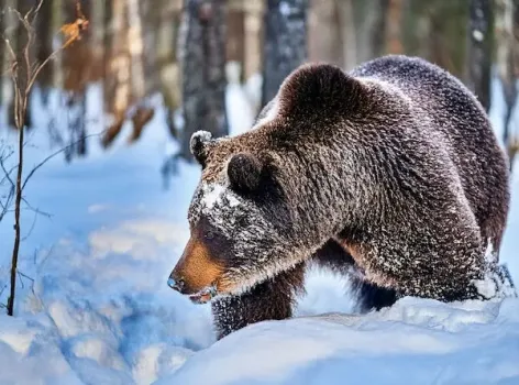 В Югре насчитали почти 8 тысяч медведей: в каких районах можно чаще встретить косолапого