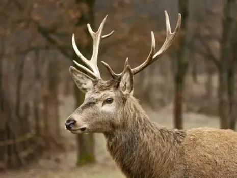 Каждый рогатый под контролем: власти ХМАО подключат оленей к GPS