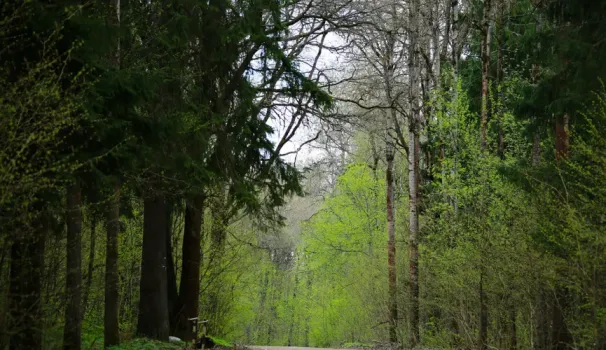 В лесу под Сургутом нашли тело пропавшего пенсионера
