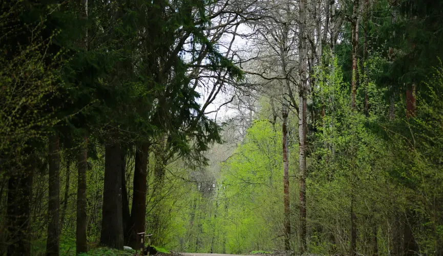 В лесу под Сургутом нашли тело пропавшего пенсионера