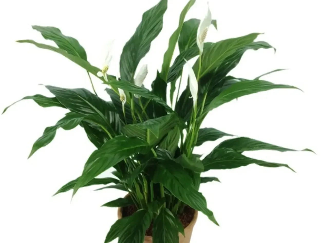 Фото: pxhere.com