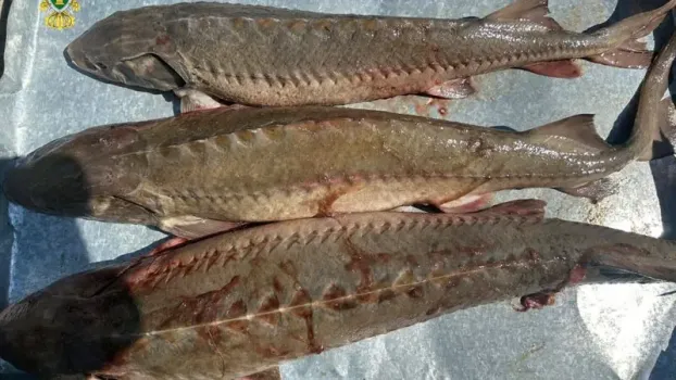 Миллионный штраф и до 4 лет тюрьмы: югорчанина судят за торговлю краснокнижной рыбой