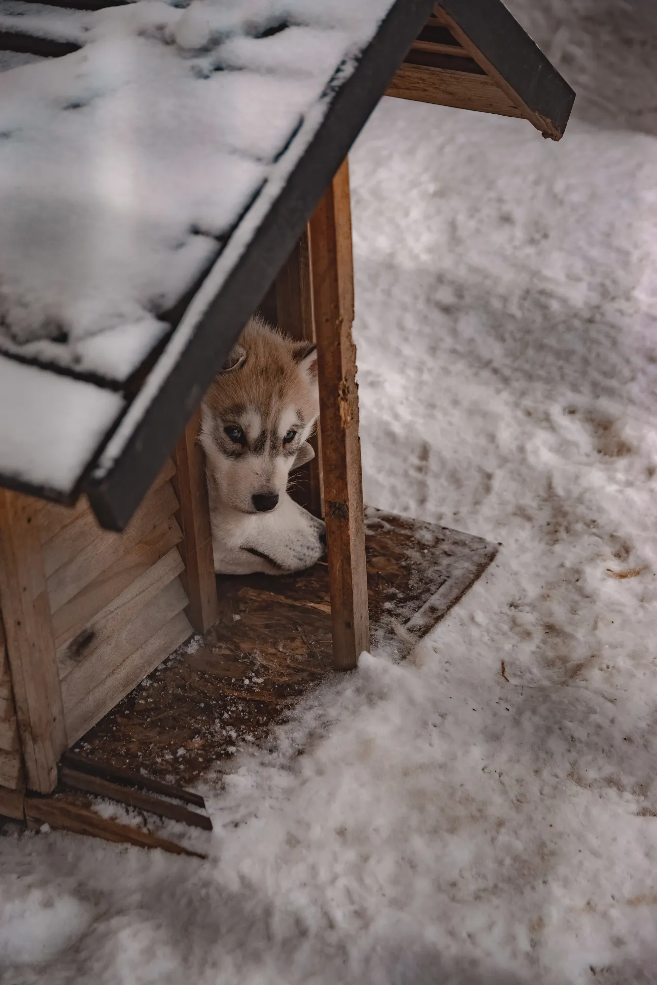 Ваша собака скажет вам спасибо: как на совесть утеплить будку — и защитить