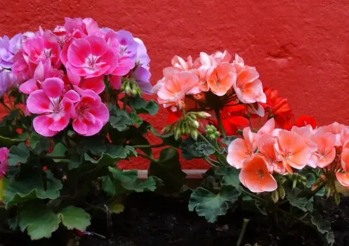 2 ложки на 1 л. воды — и герань не унять: цветет взахлеб круглый год, бутоны лезут без остановки один за другим