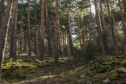 В Югре ищут пропавшего мужчину: обследованы сотни тысяч квадратных метров