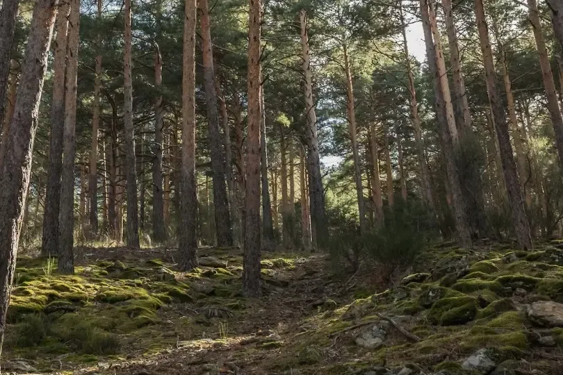 В Югре ищут пропавшего мужчину: обследованы сотни тысяч квадратных метров
