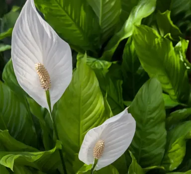 3 шт. в воду — и спатифиллум краше всех на свете: выпускает белоснежные бутоны и днем, и ночью