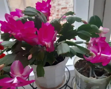 Декабристу в ноябре — обязательно: 1 шт. на 1 л. воды — и шлюмбергера выпустит облако тропических цветов, каждый сегмент даст яркий бутон