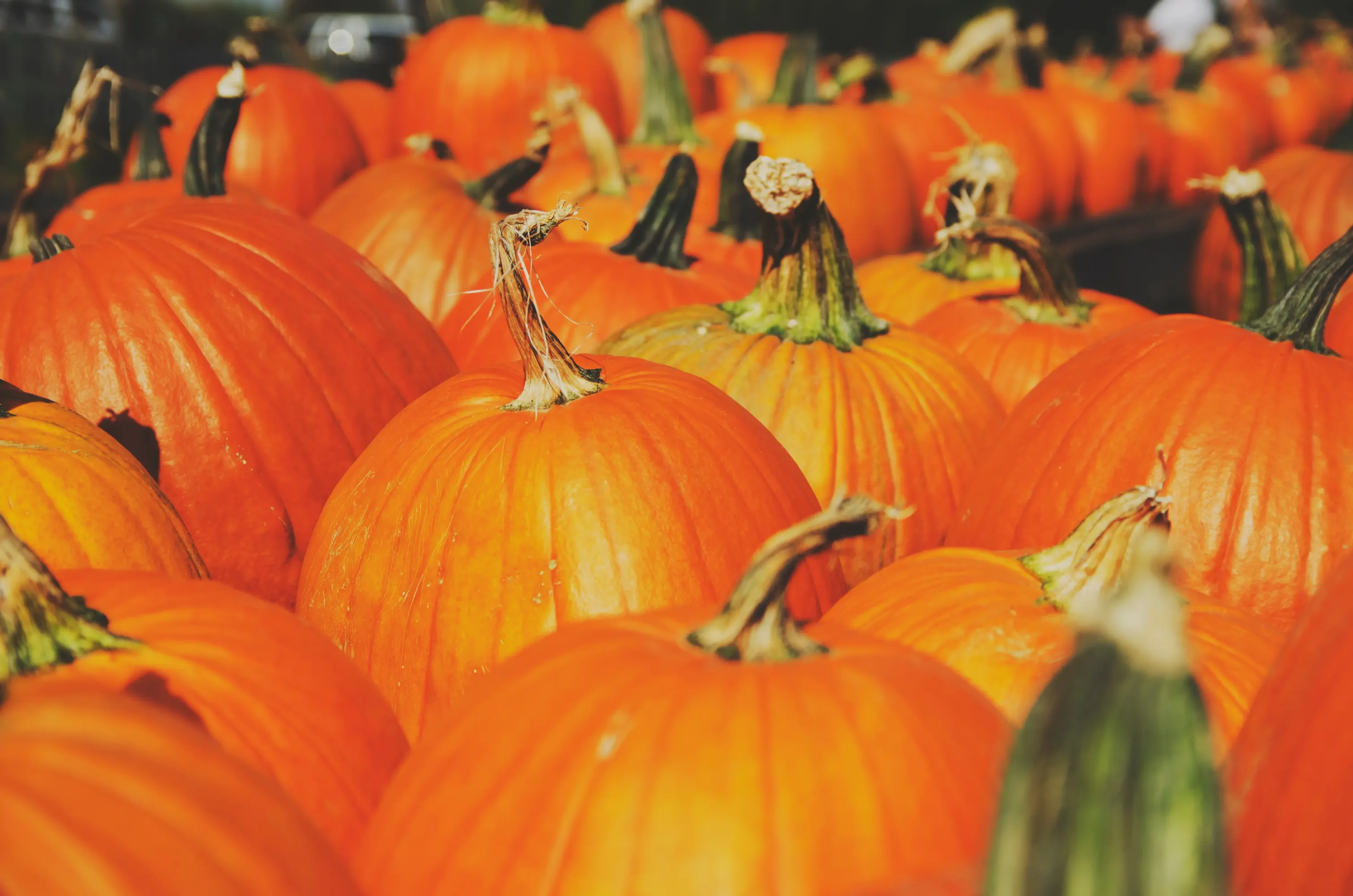 Фото: pxhere.com