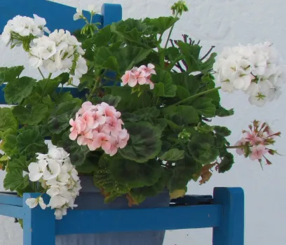 0,2 г в воду — и герань на 7-ом небе от счастья: даже сухие черенки фонтанируют бутонами — мощное цветение обеспечено