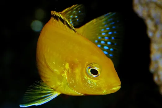 Приплывет Золотая рыбка и исполнит желания: этих знаков Зодиака ждет череда удач с 15 ноября — счастье уже у двери