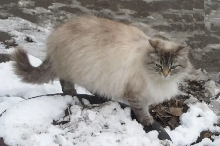 В Ханты-Мансийске обновлён температурный рекорд, который держался с 1940 года