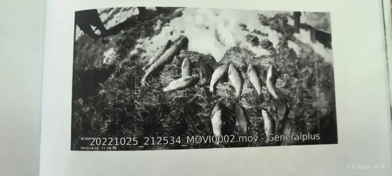 В Нижневартовском районе осудили двух браконьеров за ловлю рыбы сетями во время нереста