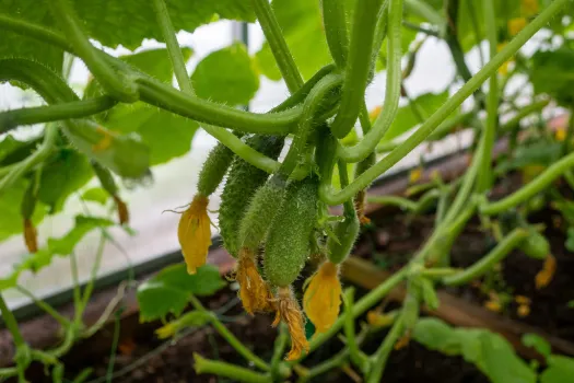 Огуречная грядка у вас на подоконнике: мини-теплица из свежих огурчиков — только руку протяни