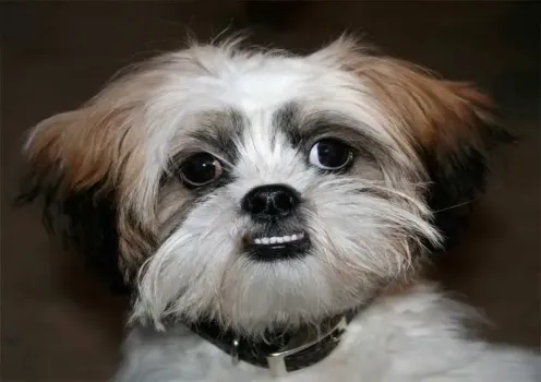 В Сургуте выставили на продажу щенка породы ши-тцу за 1,5 миллиона рублей