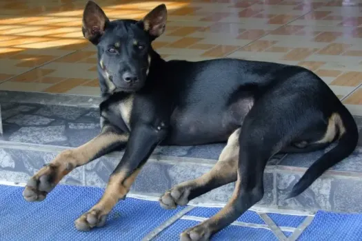 Щенок за 1,5 миллиона, цены на бензин и новые запреты для мигрантов: главные новости ХМАО на утро 25 ноября