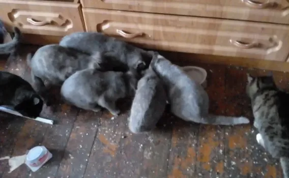 В Сургуте ищут передержки для 30 кошек, оставшихся без хозяев