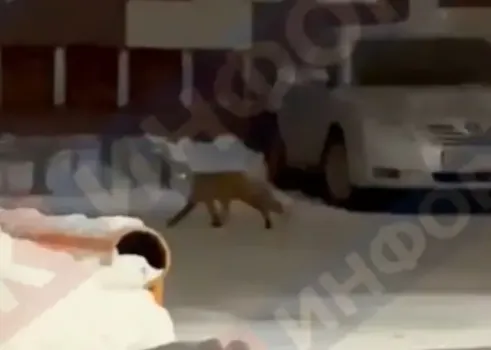 Ночью в Сургуте заметили дикую лису