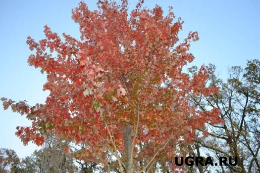 Фестиваль этноспорта в Нижневартовске перенесли на весну: в чем причина