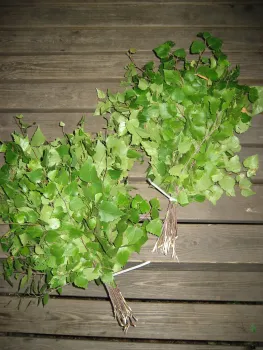 Такие веники для бани — настоящие лекари: 5 лучших вариантов для любителей попариться — усталость и боль как рукой снимет