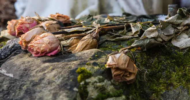 В декабре потеплело — и розы проснулись? Спасаем распустившиеся почки от вымерзания