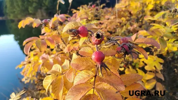 В Ханты-Мансийске пройдет ярмарка местных продуктов к 95-летию Югры