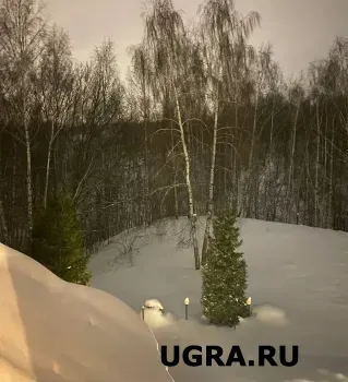 Югра побила рекорд по восстановлению лесов: 26 тысяч гектаров за год