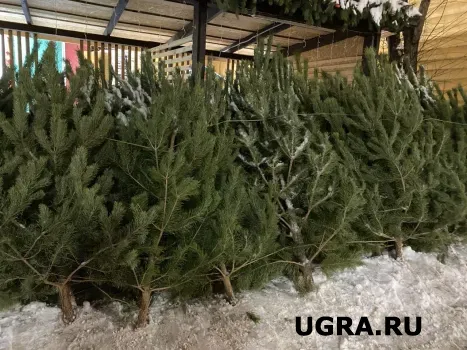 В Сургуте начали появляться елочные базары: где можно купить главный символ Нового года