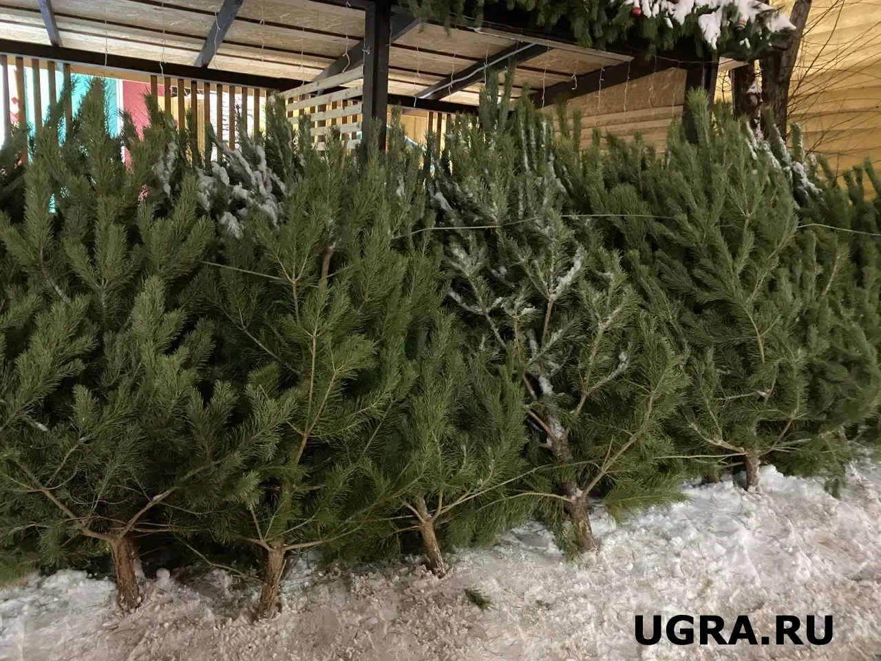 Фото: Артем Акчурин