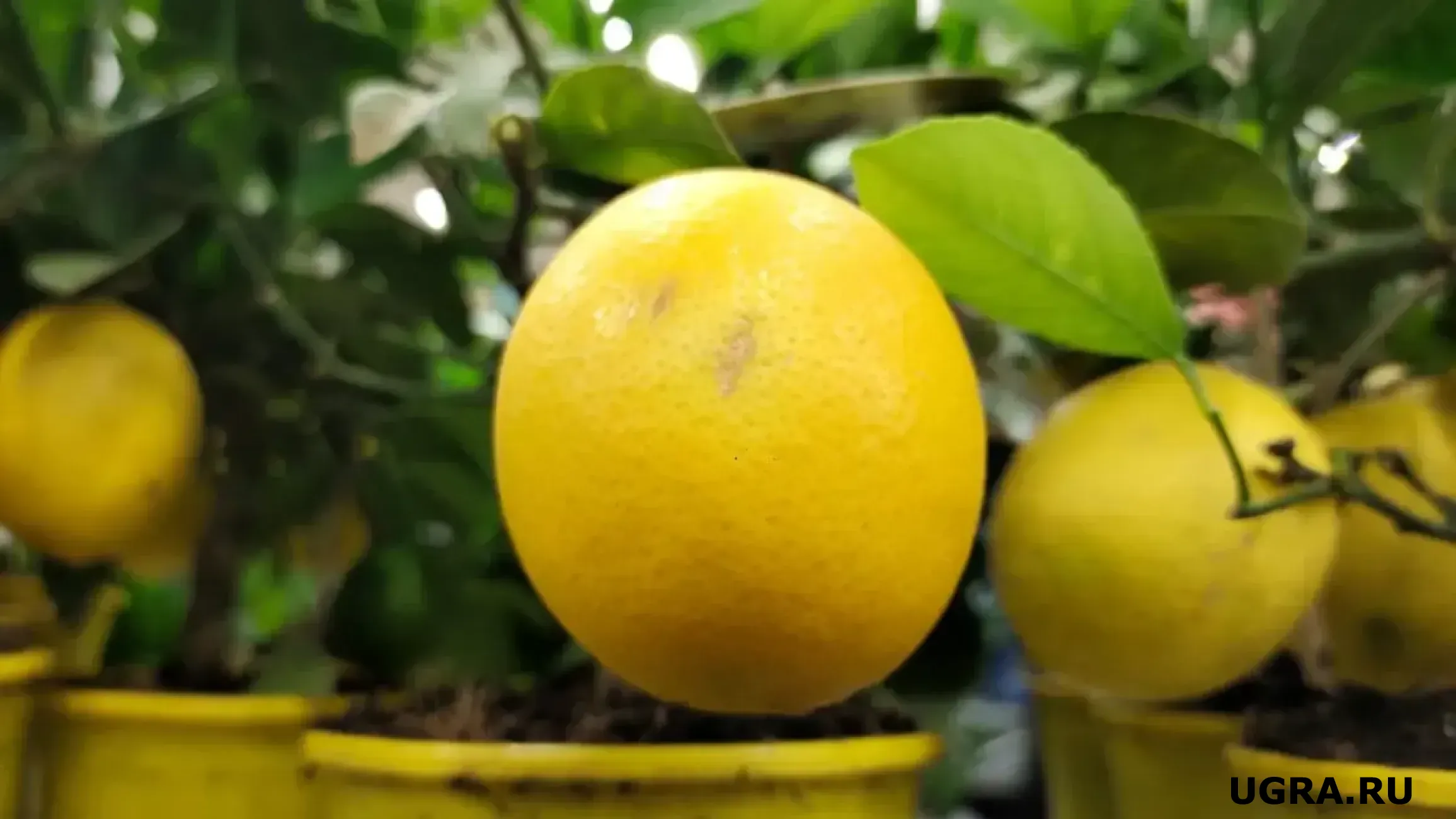 Специалисты Роспотребнадзора Югры назвали продукты для крепкого иммунитета зимой