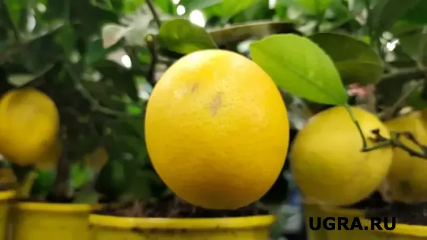 Специалисты Роспотребнадзора Югры назвали продукты для крепкого иммунитета зимой