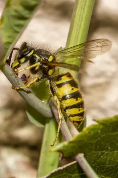 В доме выросло осиное гнездо? Как избавиться от него своими силами — и не заполучить ни один злой укус