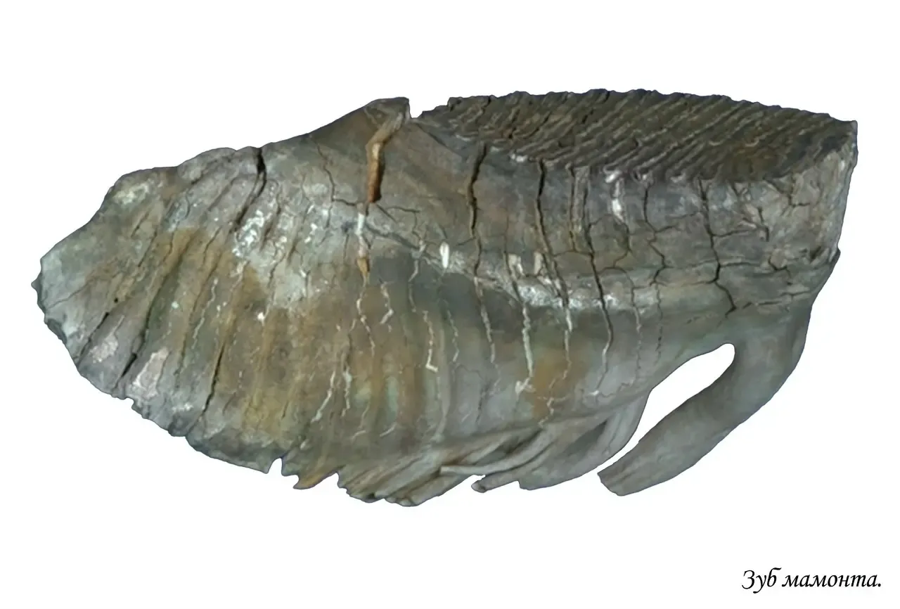 Фото: Сургутский краеведческий музей