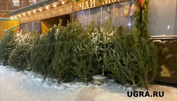 В Нижневартовске открылись ёлочные базары: где купить ель или сосну и сколько это стоит