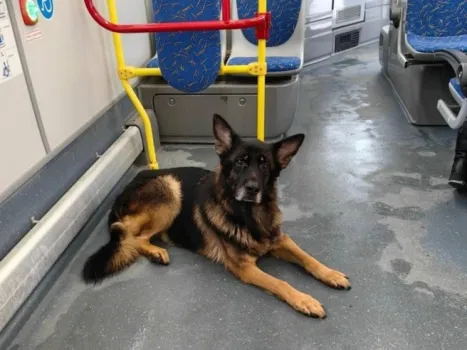 Волонтеры в Нижневартовске ищут хозяев для овчарки, скитающейся по остановкам