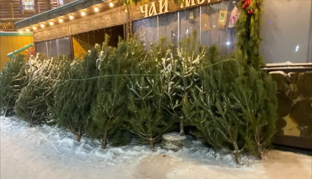 Где в Сургуте можно купить порубочные талоны на ели: полный список адресов